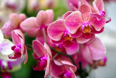 orchids-4468051__340