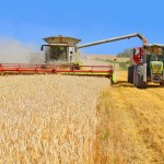 Замітка ліцензія на експорт пшениці